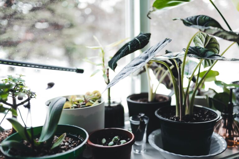 Indoor potted plants