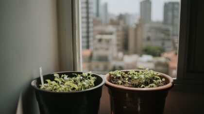 Natural fertilizers for indoor plants you already have at home
