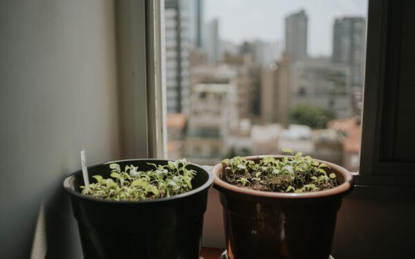 Natural fertilizers for indoor plants you already have at home