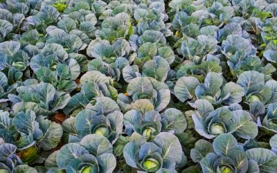 Nitrogen deficiency in home beds and pots: how to restore rich growth safely
