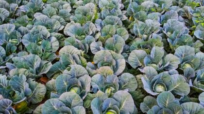 Nitrogen deficiency in home beds and pots: how to restore rich growth safely