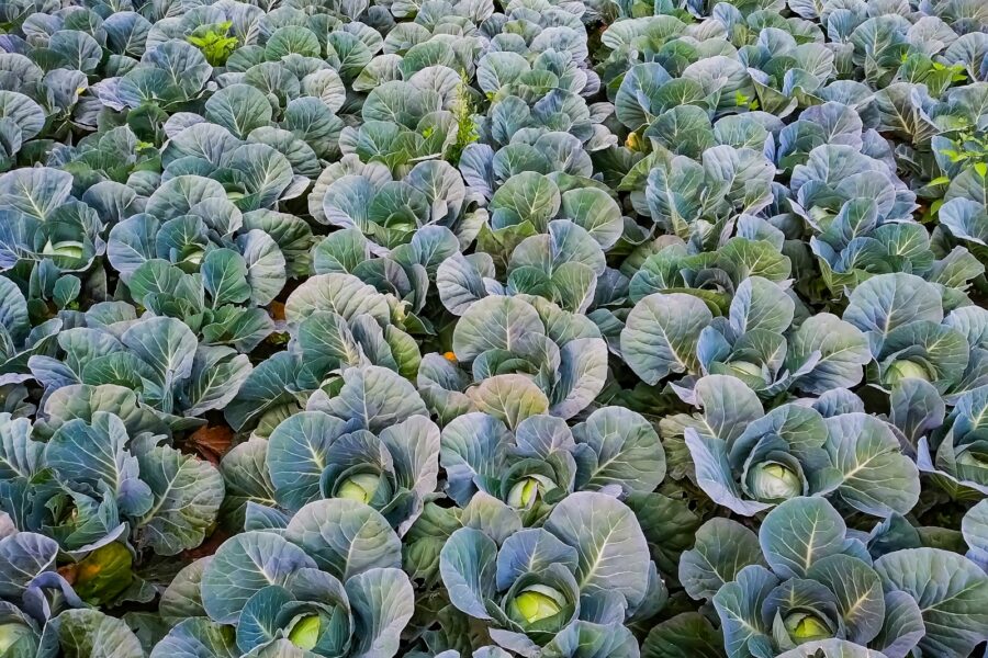 Vegetable bed pale