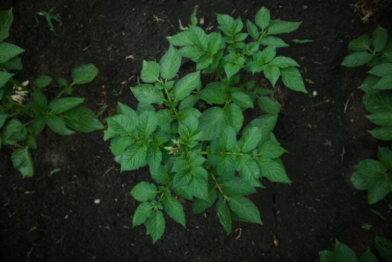 Vegetable bed pale