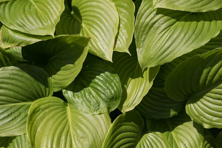 Pale green leaves