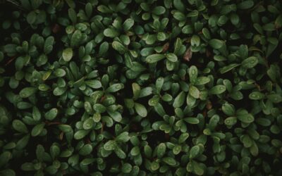 Pale leaves in the home plot: how to restore rich color without harsh chemicals