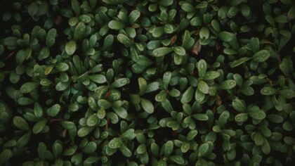 Pale leaves in the home plot: how to restore rich color without harsh chemicals