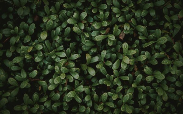 Pale leaves in the home plot: how to restore rich color without harsh chemicals