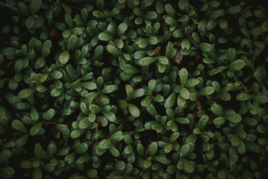 Pale green leaves