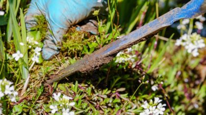 Beginner-friendly container gardening tips for balconies and patios