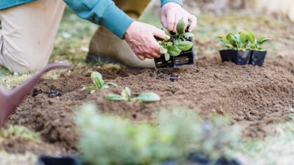 Simple succession planting tips that keep small spaces productive for longer