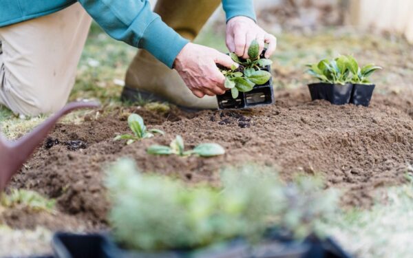 Simple succession planting tips that keep small spaces productive for longer