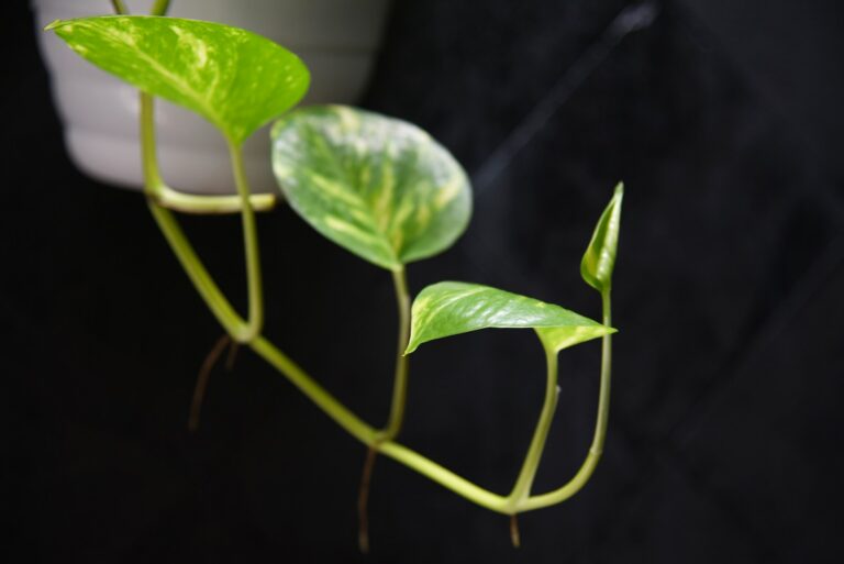 Trailing pothos plant