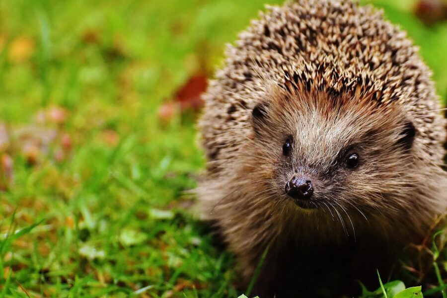 hedgehog, hoglet, animal, young hedgehog, spur, nature, garden, mammal, hannah, prickly, animal world, nocturnal, hedgehog, hedgehog, hedgehog, hedgehog, hedgehog