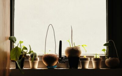 Plants that thrive in west-facing windows and how to keep them happy