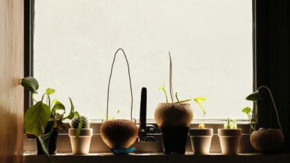 Plants that thrive in west-facing windows and how to keep them happy