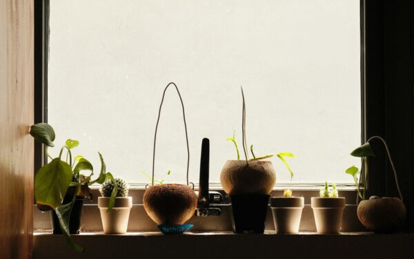 Plants that thrive in west-facing windows and how to keep them happy
