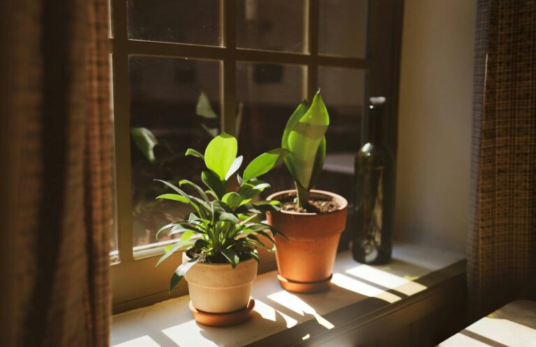 West facing window