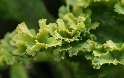 Potassium deficiency in home beds and containers: how to read the signs and restore vigor