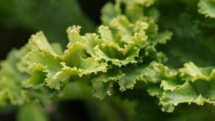 Potassium deficiency in home beds and containers: how to read the signs and restore vigor