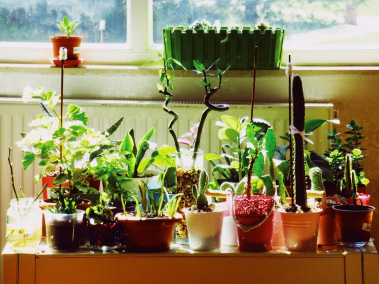 Tropical houseplants windowsill
