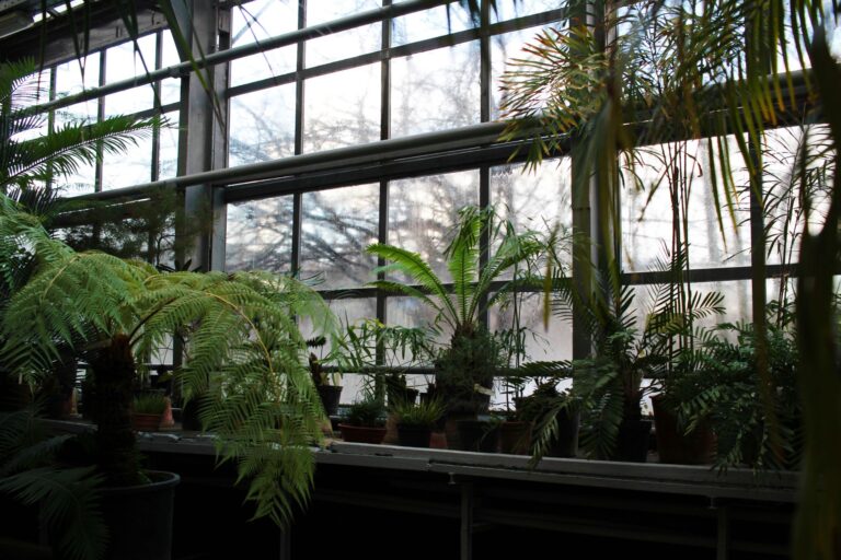 Bathroom ferns window