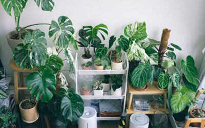 Practical humidity care for thriving home plants in every season