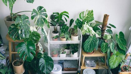 Practical humidity care for thriving home plants in every season