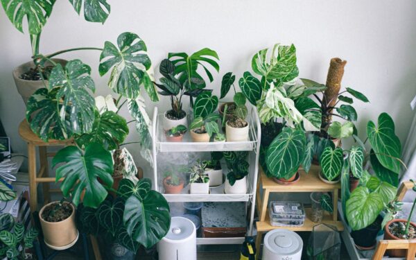 Practical humidity care for thriving home plants in every season