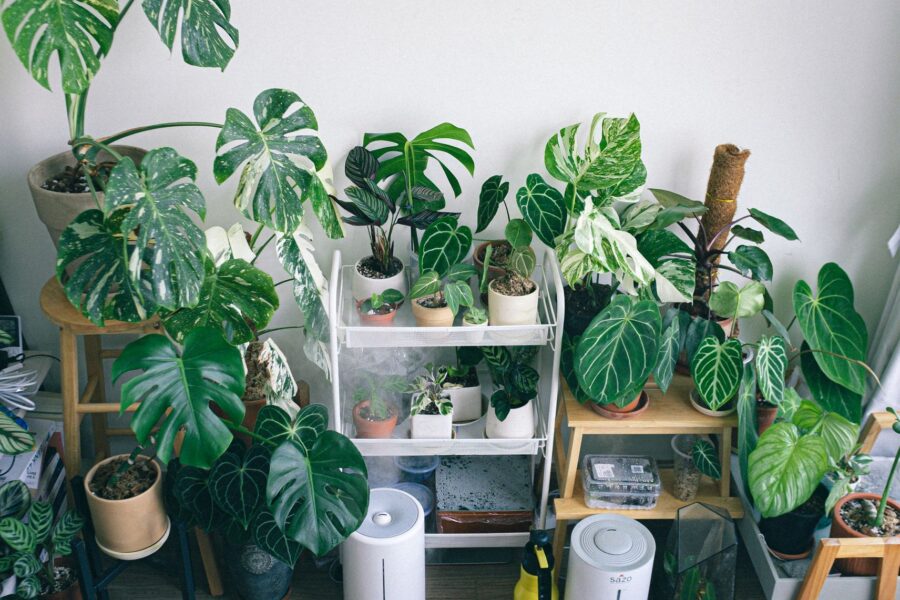 Tropical houseplants windowsill
