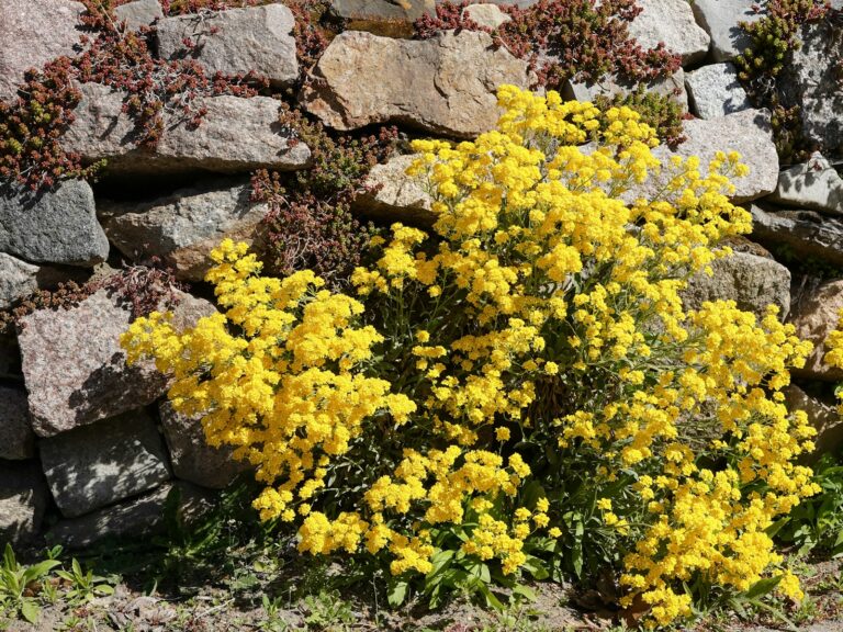 Flowering shrub border