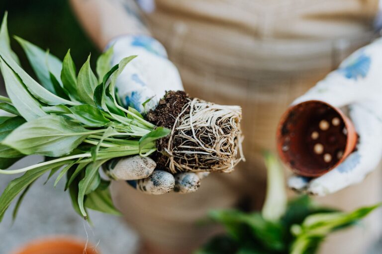 Potted plant root