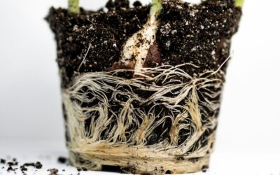 Root rot in beds and containers: how to spot it early and save your soil