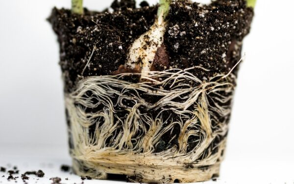 Root rot in beds and containers: how to spot it early and save your soil