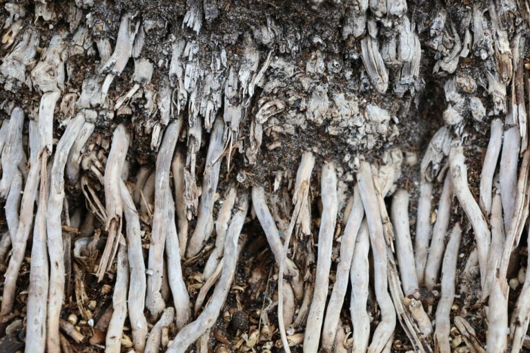 Waterlogged soil roots