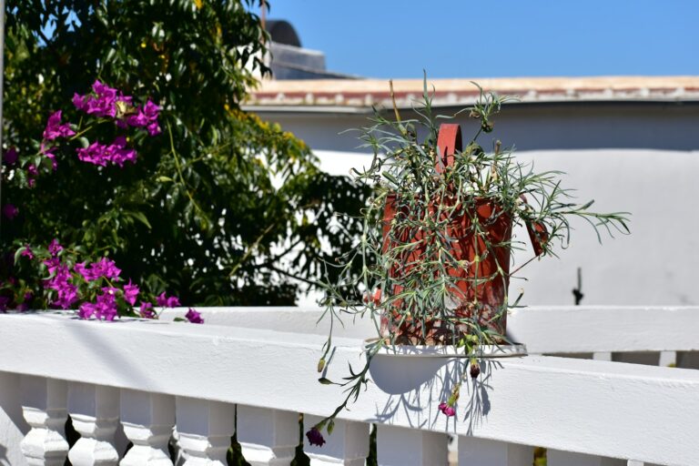 Small potted evergreen