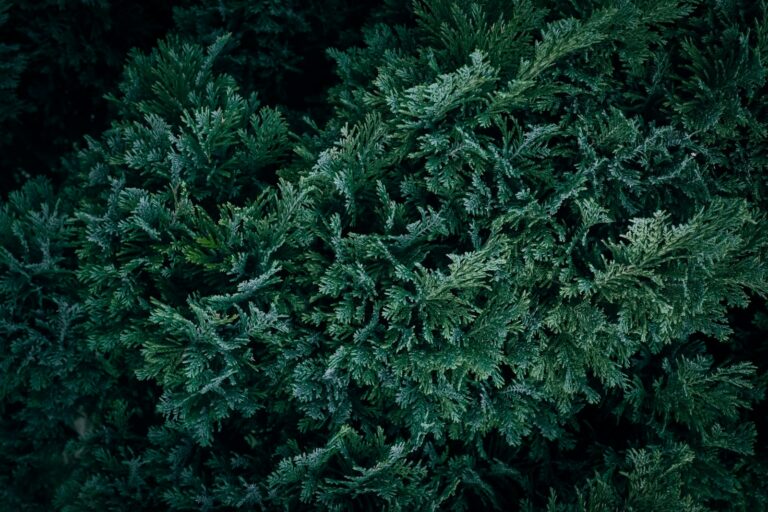 Evergreen shrub container