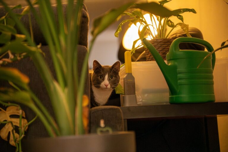 Watering indoor plants