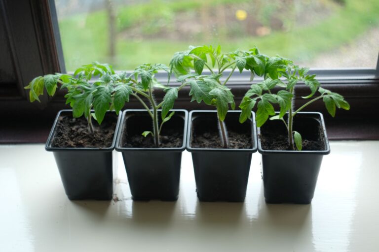 Seedlings small pots