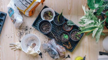 Simple bottom watering guide for stronger roots in pots