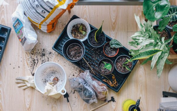 Simple bottom watering guide for stronger roots in pots
