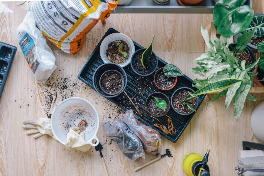 Indoor potted plants