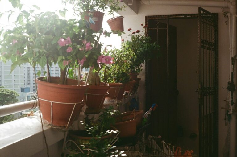 Balcony container plants