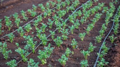 Simple drip irrigation basics for home growers