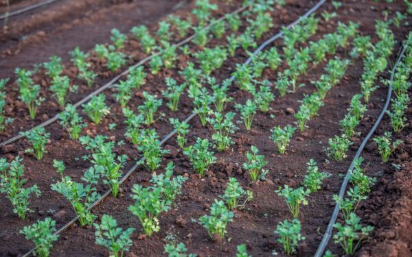 Simple drip irrigation basics for home growers