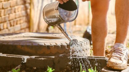 Simple mulching tips that help home plots stay moist and low‑stress