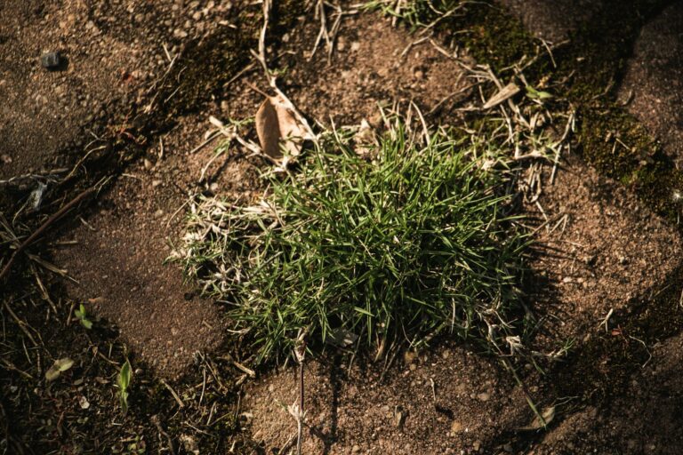 Hand pulling weeds