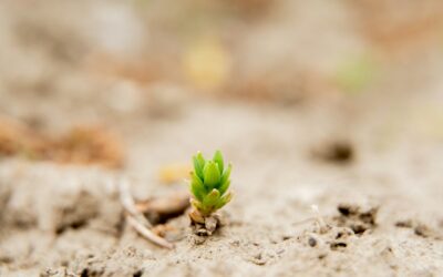Simple natural weed control strategies that actually fit into everyday routines