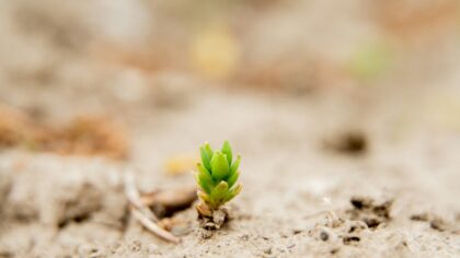 Simple natural weed control strategies that actually fit into everyday routines