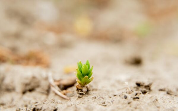 Simple natural weed control strategies that actually fit into everyday routines