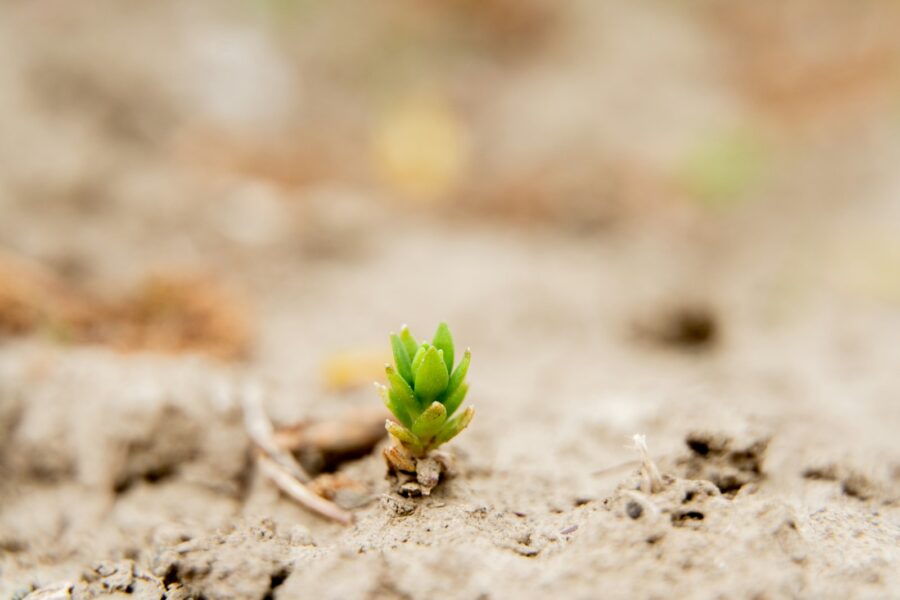Hand pulling weeds